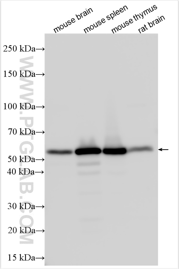 Western Blot (WB) analysis of various lysates using CORO1A Polyclonal antibody (17760-1-AP)