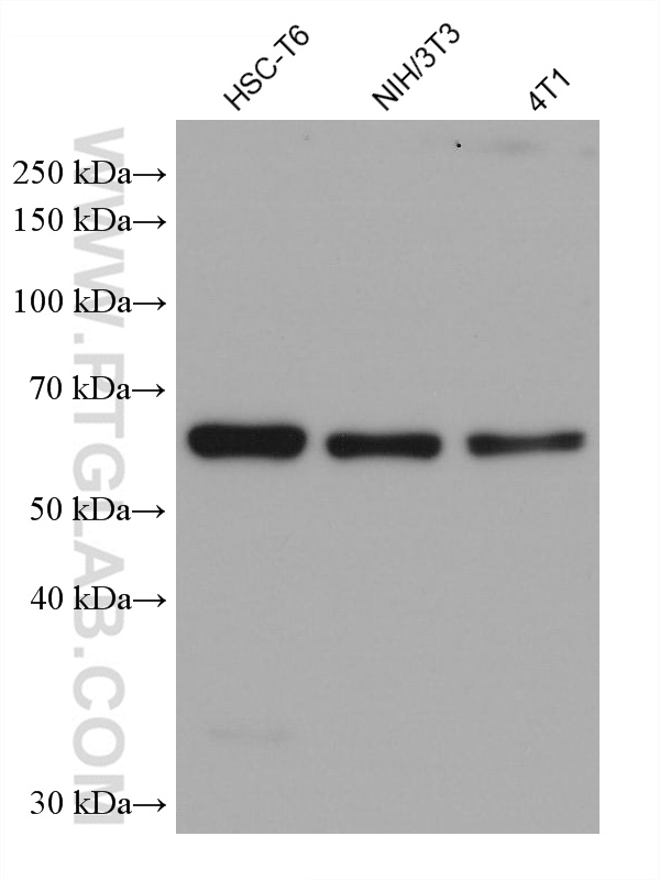 Western Blot (WB) analysis of various lysates using CORO1C Monoclonal antibody (68846-1-Ig)