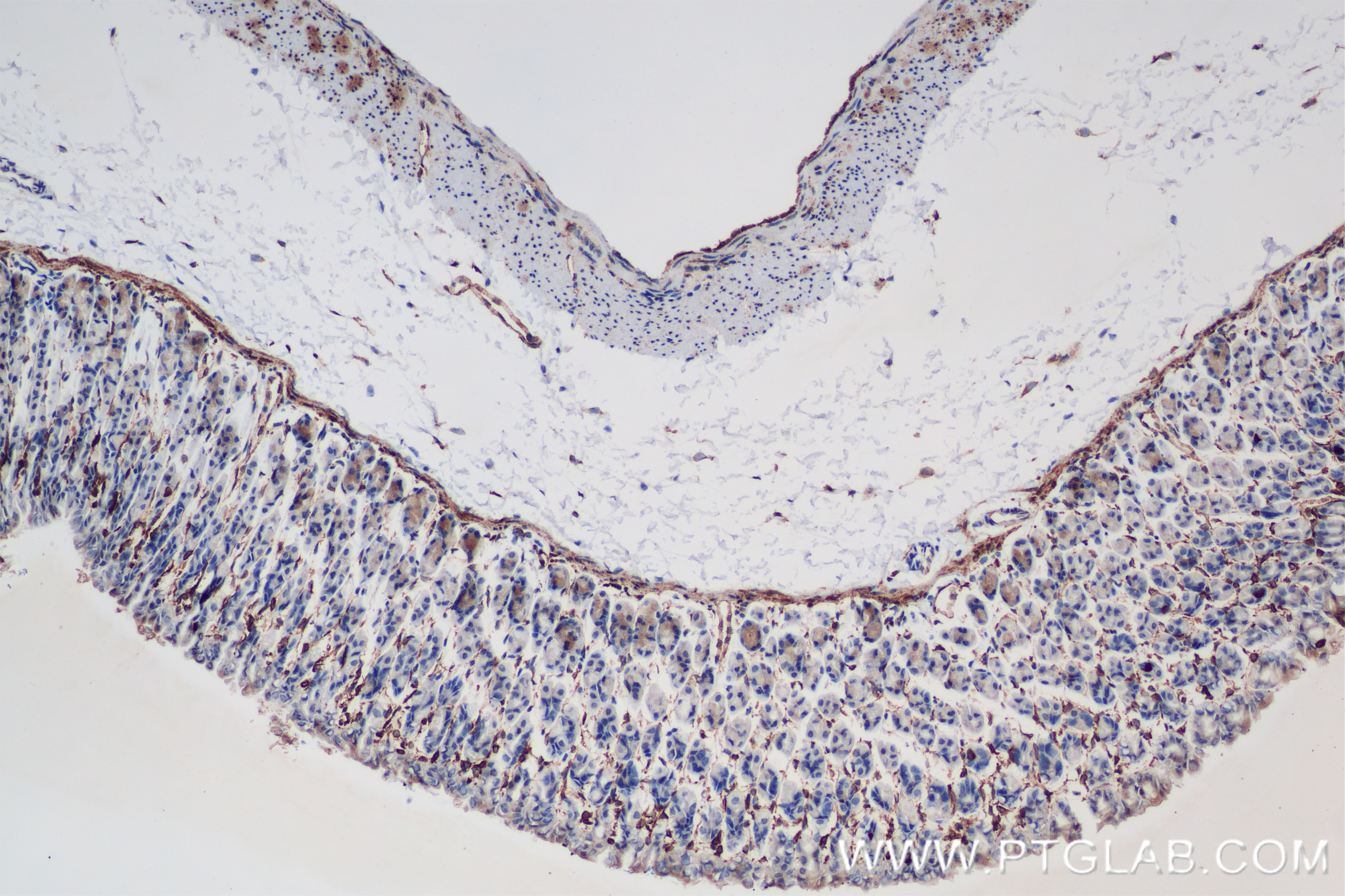 Immunohistochemistry (IHC) staining of mouse stomach tissue using COX-1/Cyclooxygenase-1 Recombinant antibody (84151-4-RR)