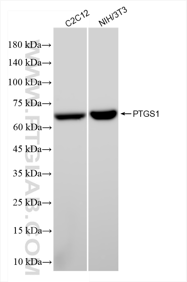 Western Blot (WB) analysis of various lysates using COX-1/Cyclooxygenase-1 Recombinant antibody (84151-4-RR)