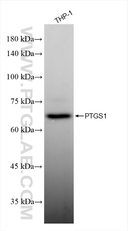 Western Blot (WB) analysis of THP-1 cells using COX-1/Cyclooxygenase-1 Recombinant antibody (84151-4-RR)