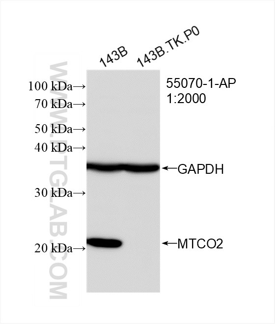 Western Blot (WB) analysis of 143B.TK.P0 cells using MTCO2 Polyclonal antibody (55070-1-AP)