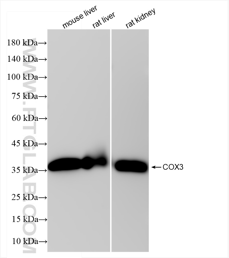 Western Blot (WB) analysis of various lysates using COX3 Recombinant antibody (84197-1-RR)