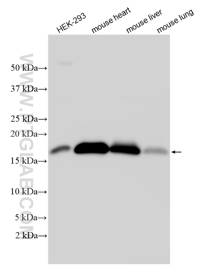 Western Blot (WB) analysis of various lysates using COXIV Polyclonal antibody (11242-1-AP)