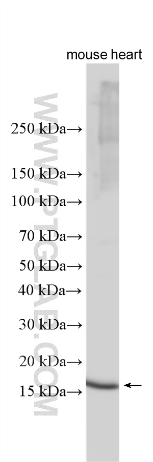 Western Blot (WB) analysis of various lysates using COX4I2 Polyclonal antibody (11463-1-AP)