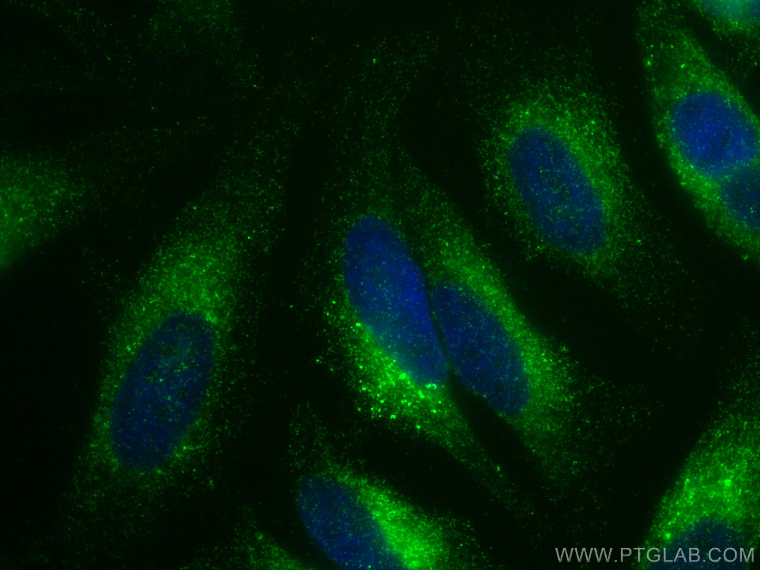 Immunofluorescence (IF) / fluorescent staining of HeLa cells using CoraLite® Plus 488-conjugated COX4NB Monoclonal an (CL488-66547)