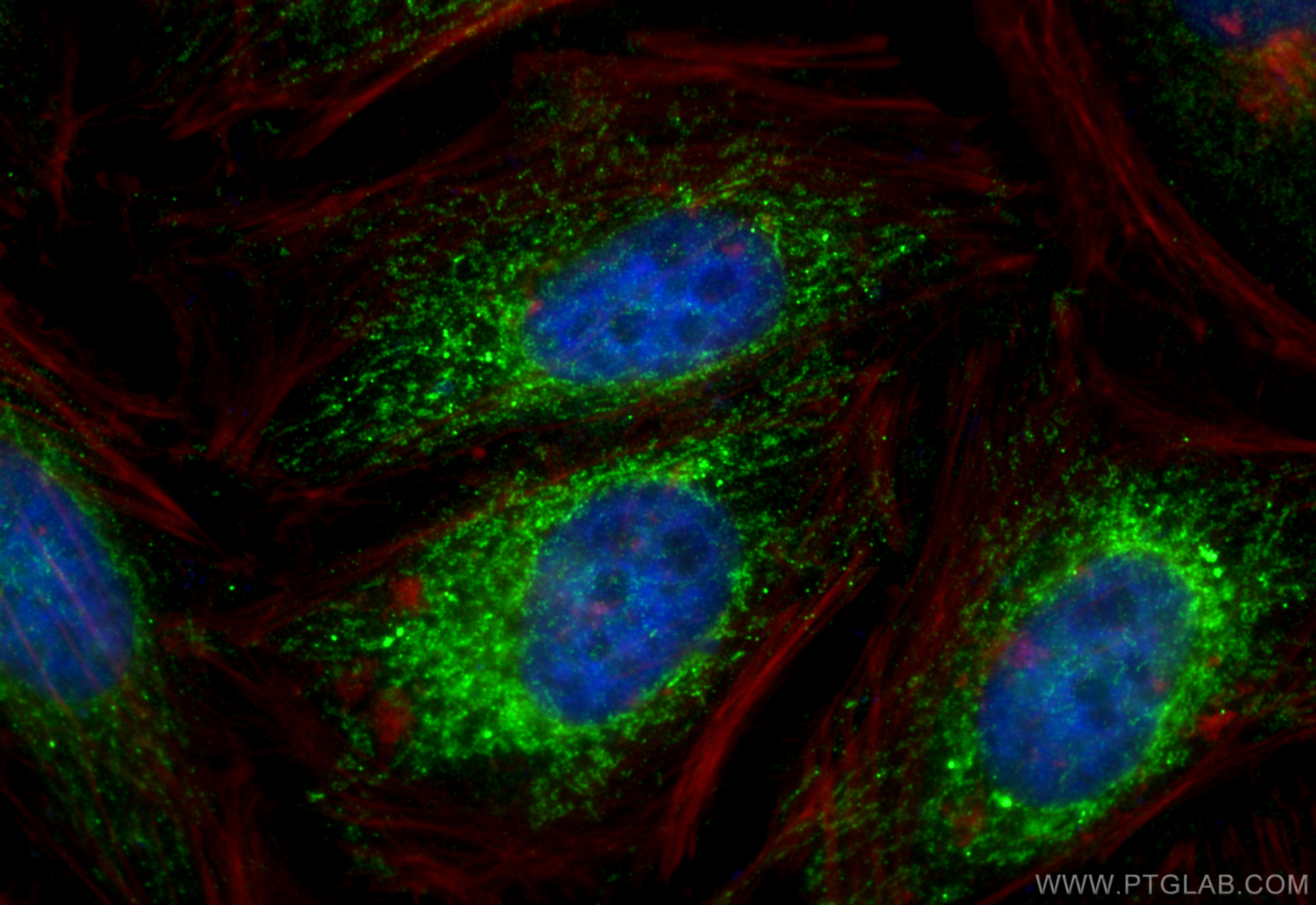 Immunofluorescence (IF) / fluorescent staining of HeLa cells using COX5A Polyclonal antibody (11448-1-AP)