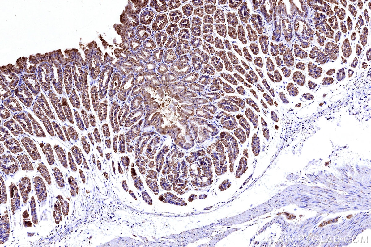 Immunohistochemistry (IHC) staining of mouse stomach tissue using COX5B Polyclonal antibody (11418-2-AP)