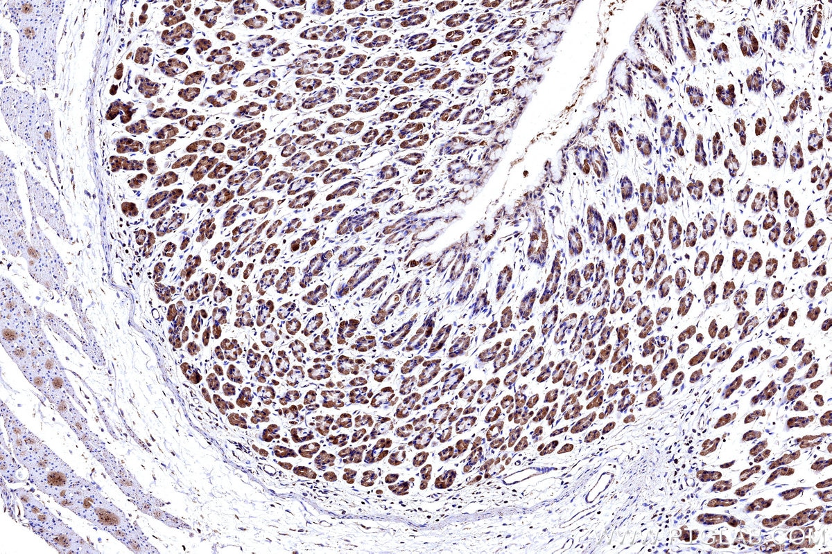 Immunohistochemistry (IHC) staining of rat stomach tissue using COX5B Polyclonal antibody (11418-2-AP)