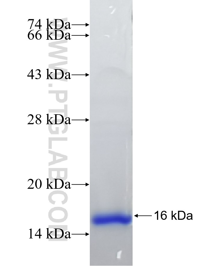 COX6B2 fusion protein Ag33133 SDS-PAGE