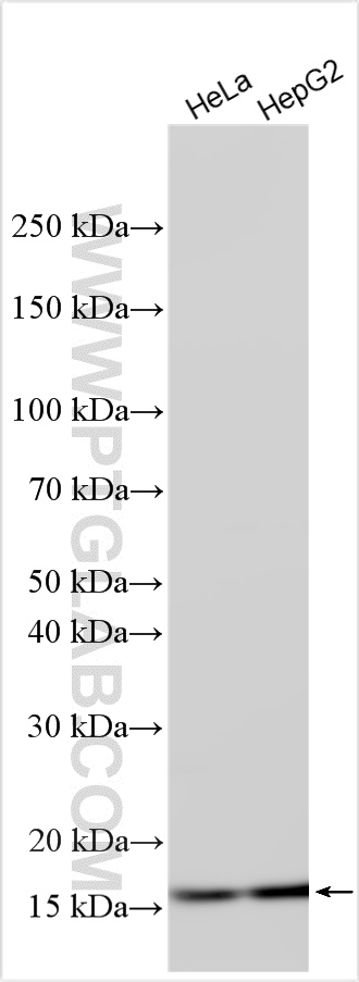 Western Blot (WB) analysis of various lysates using COXIV Recombinant antibody (82916-1-RR)