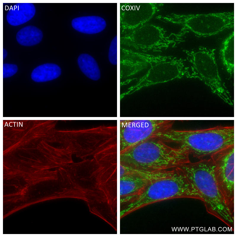 Immunofluorescence (IF) / fluorescent staining of HepG2 cells using COXIV Recombinant antibody (82916-2-RR)