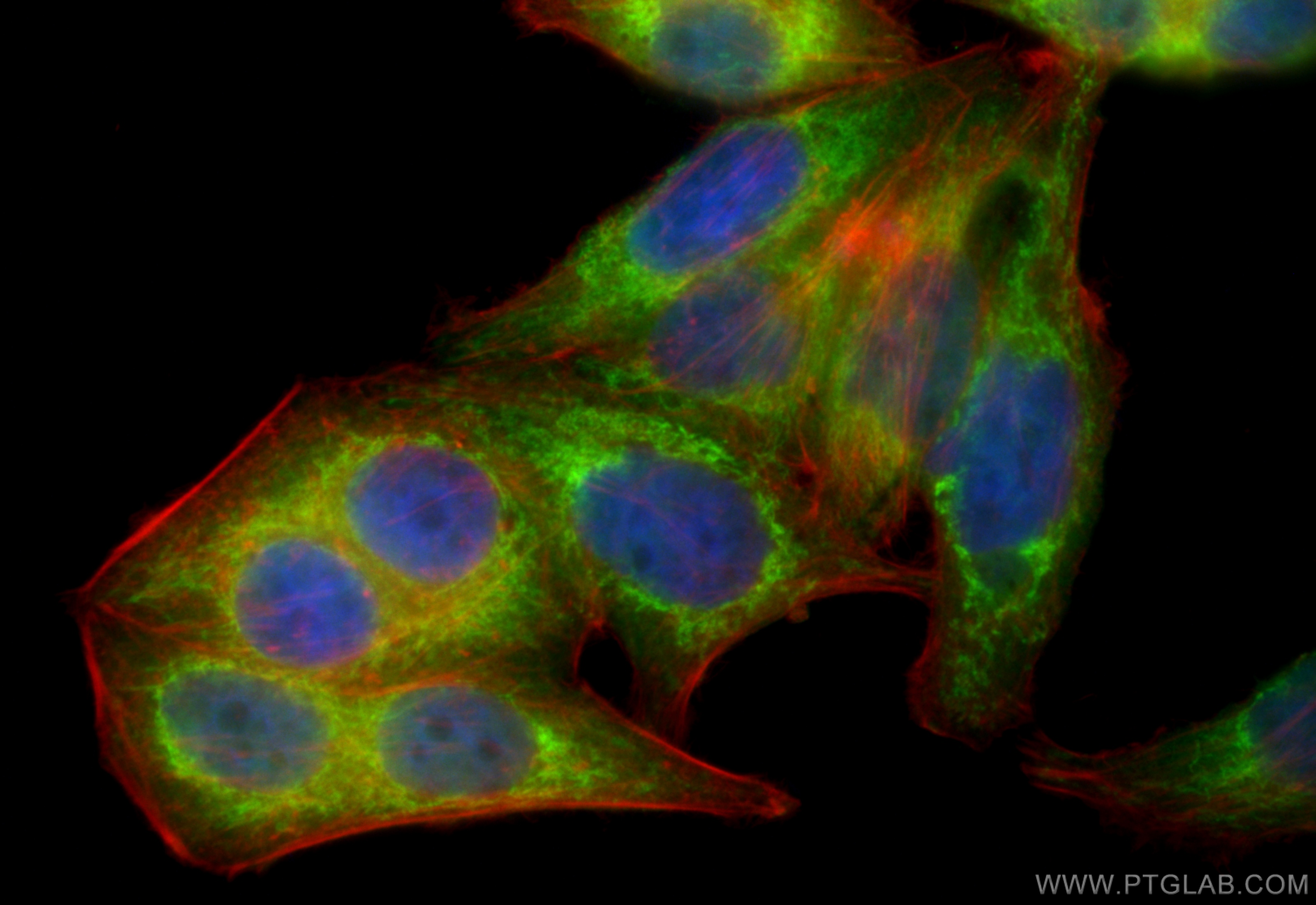 Immunofluorescence (IF) / fluorescent staining of HepG2 cells using CoraLite® Plus 488-conjugated COXIV Monoclonal ant (CL488-60251)