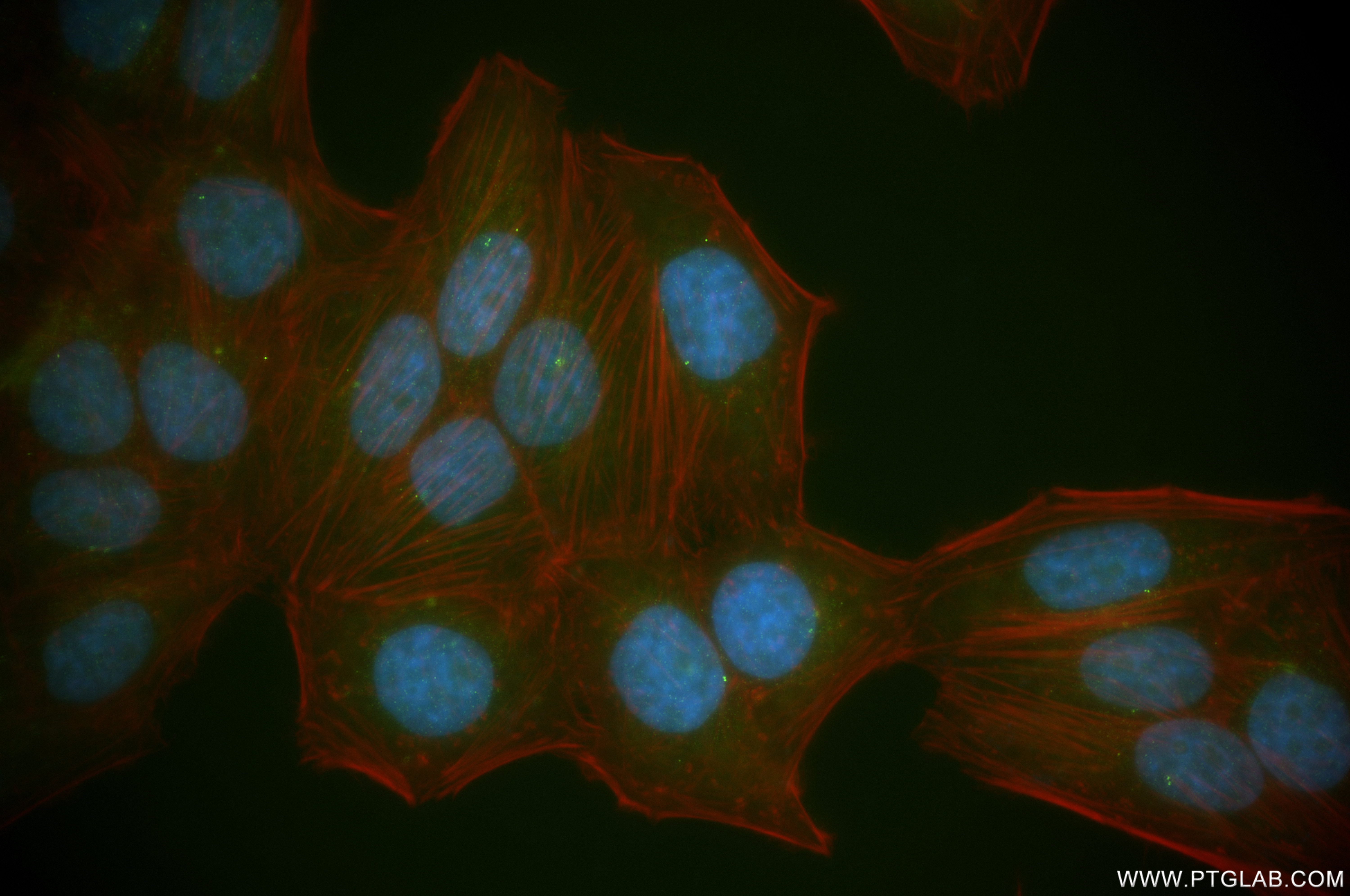 Immunofluorescence (IF) / fluorescent staining of HepG2 cells using CP110 Recombinant antibody (80965-5-RR)