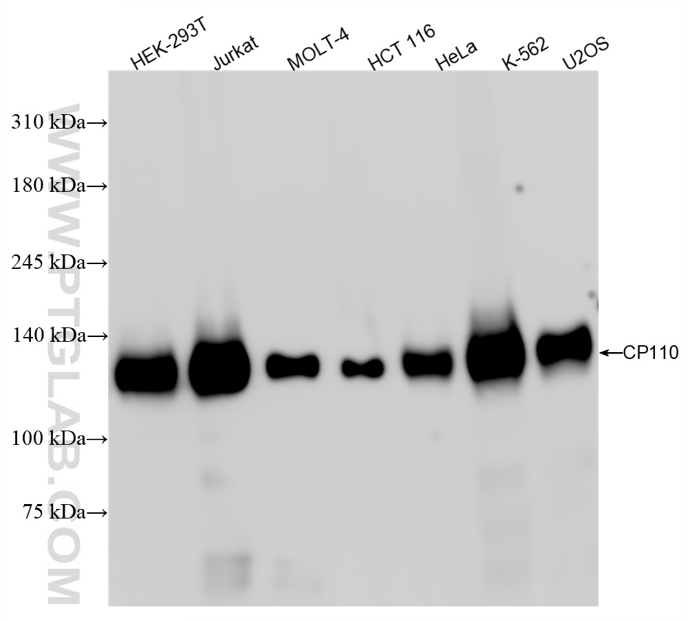 Western Blot (WB) analysis of various lysates using CP110 Recombinant antibody (80965-5-RR)