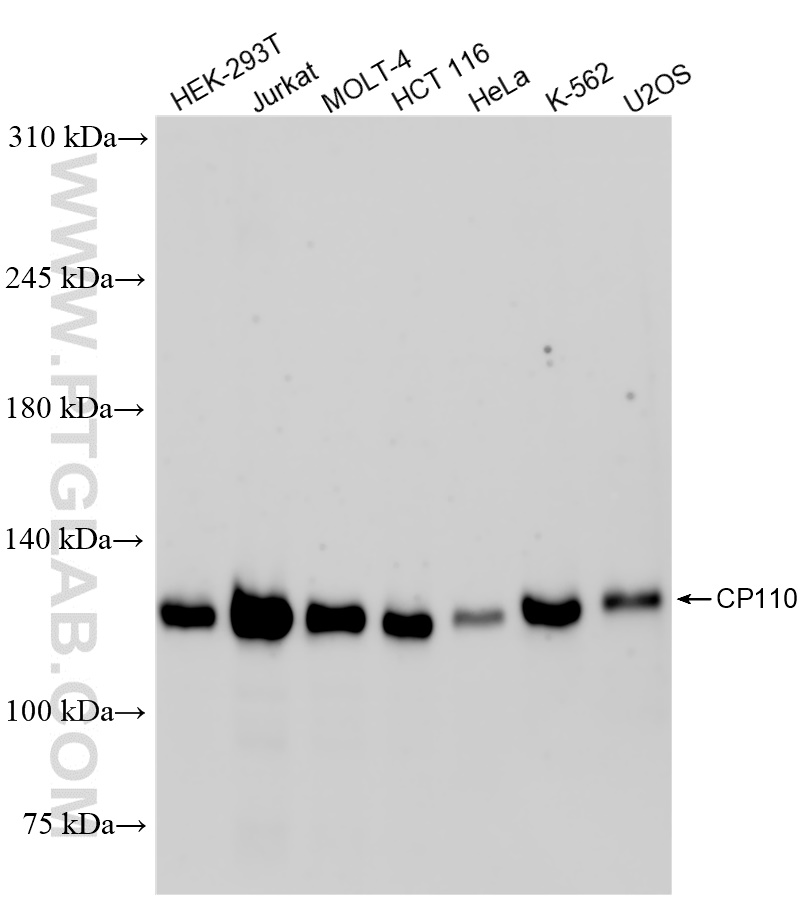 Western Blot (WB) analysis of various lysates using CP110 Recombinant antibody (80965-6-RR)