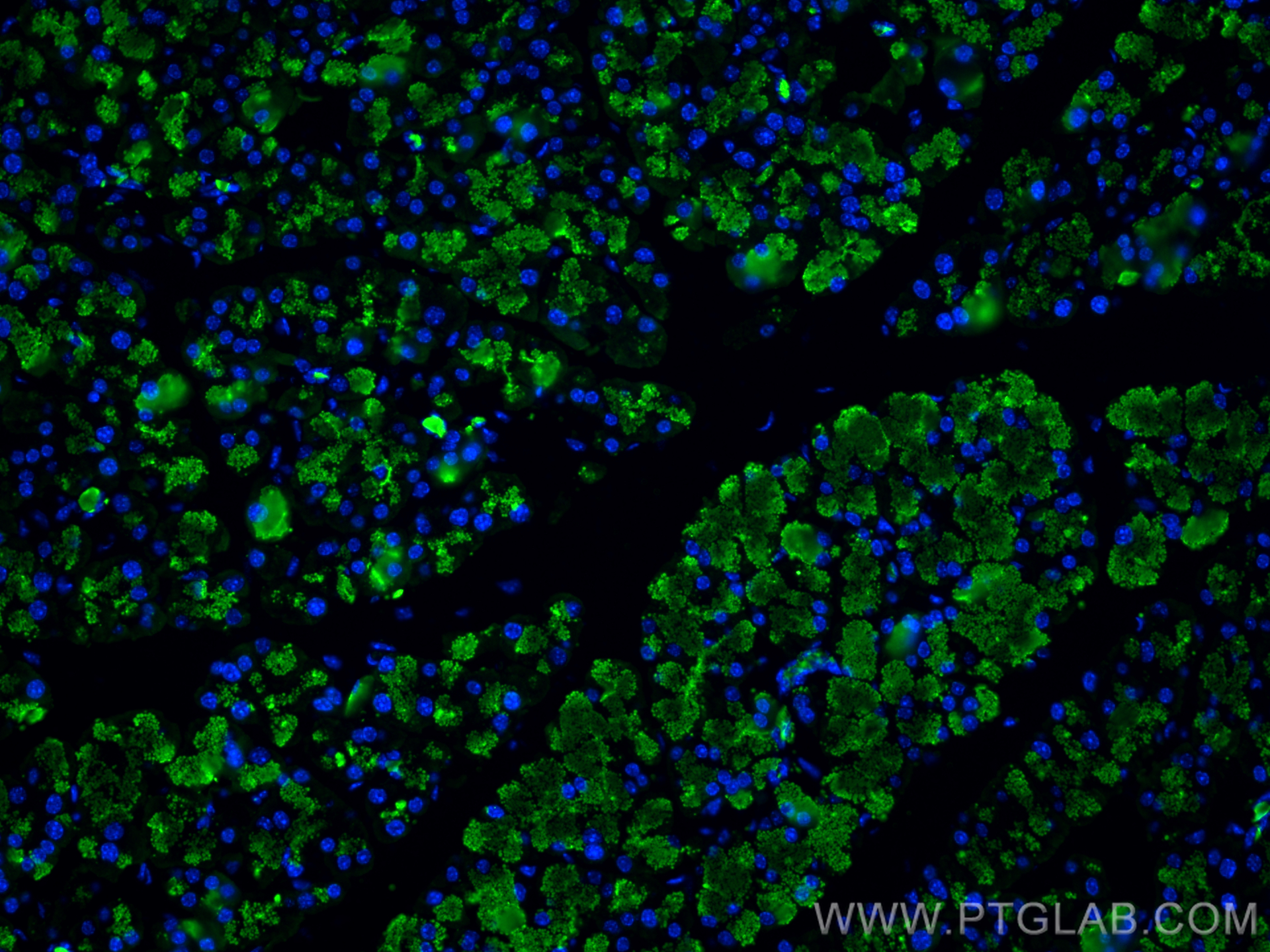 Immunofluorescence (IF) / fluorescent staining of mouse pancreas tissue using CPA1 Monoclonal antibody (68826-1-Ig)