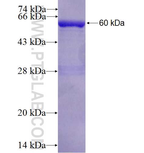 CPB2 fusion protein Ag1110 SDS-PAGE