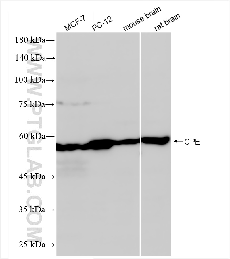 Western Blot (WB) analysis of various lysates using CPE Recombinant antibody (86111-1-RR)