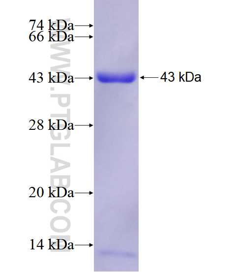 CPE fusion protein Ag28435 SDS-PAGE