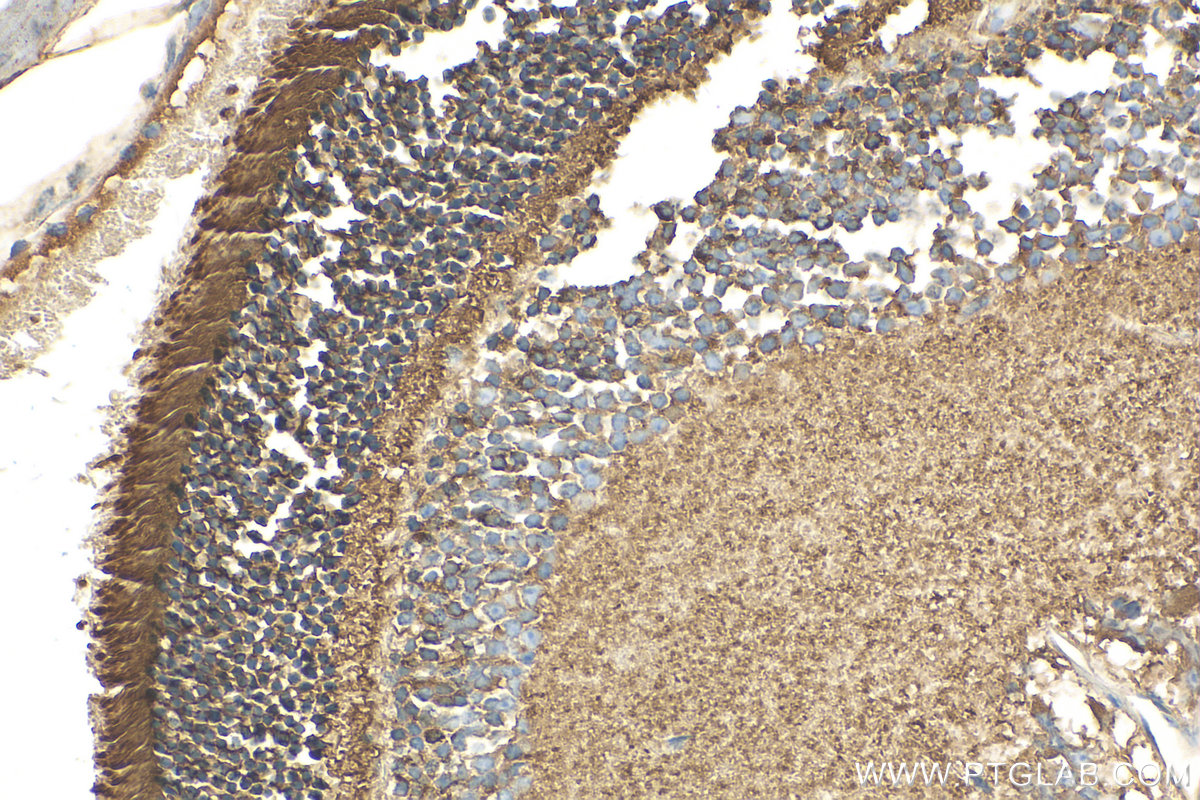 Immunohistochemistry (IHC) staining of mouse eye tissue using CPLX4 Polyclonal antibody (21222-1-AP)