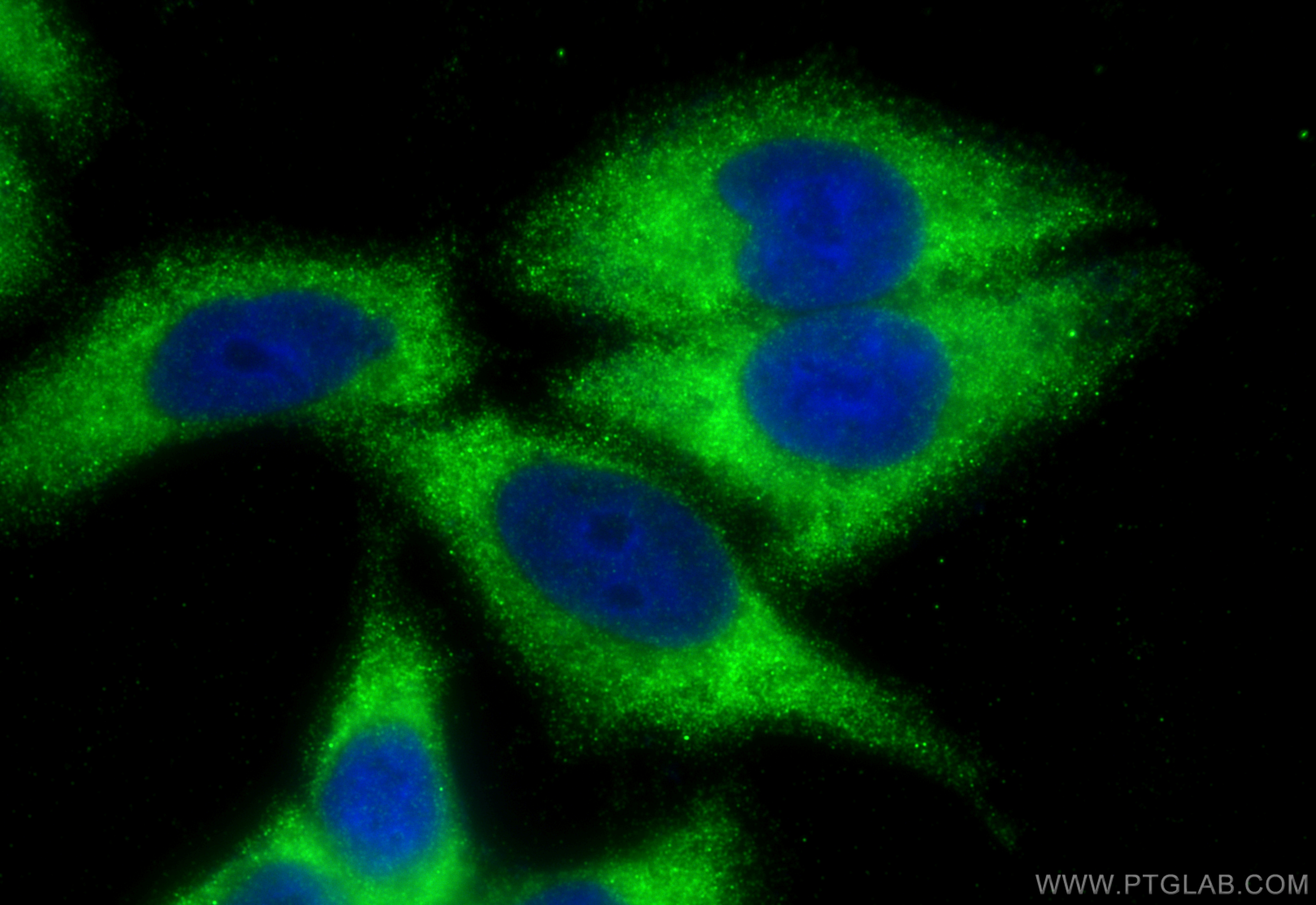 Immunofluorescence (IF) / fluorescent staining of HepG2 cells using CPNE3 Polyclonal antibody (11186-1-AP)