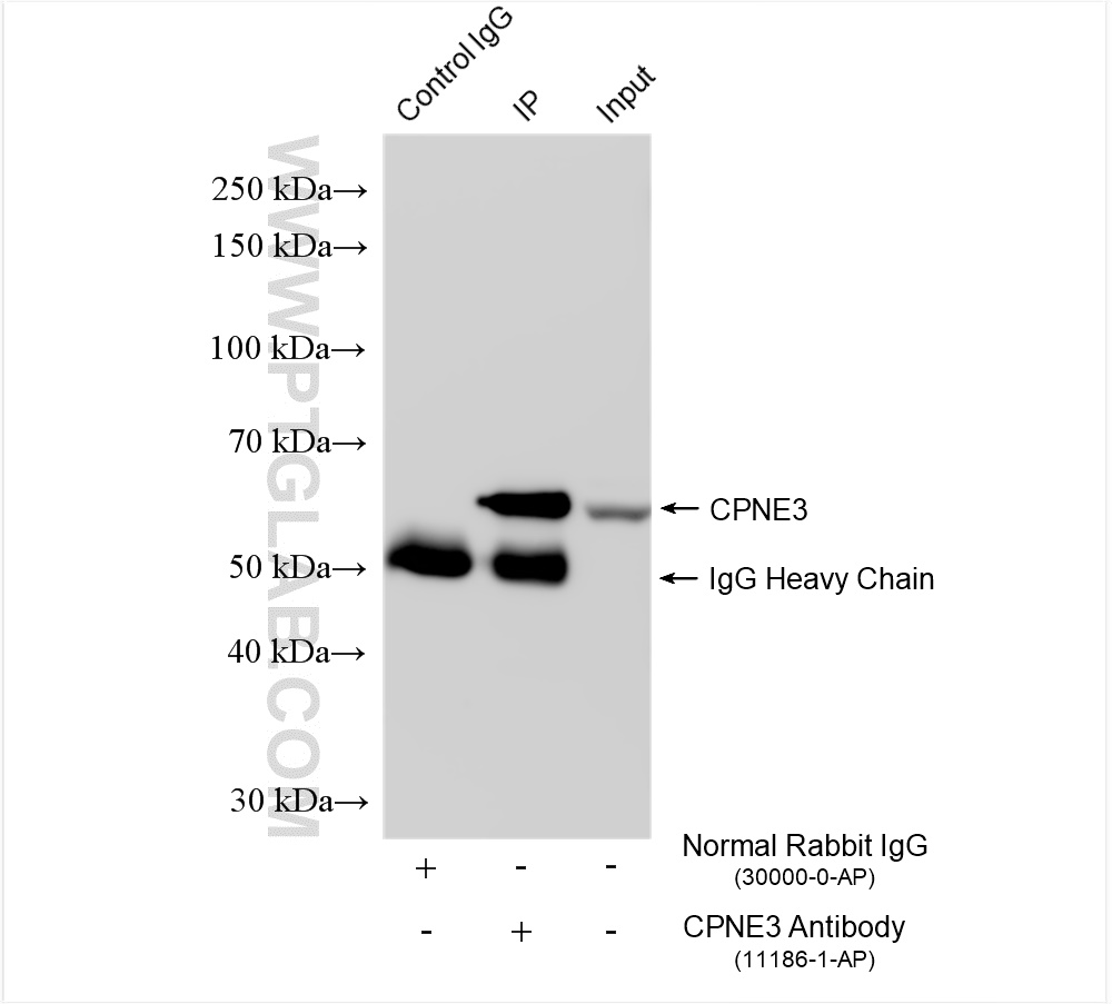 Immunoprecipitation (IP) experiment of HepG2 cells using CPNE3 Polyclonal antibody (11186-1-AP)