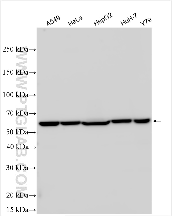 Western Blot (WB) analysis of various lysates using CPNE3 Polyclonal antibody (11186-1-AP)