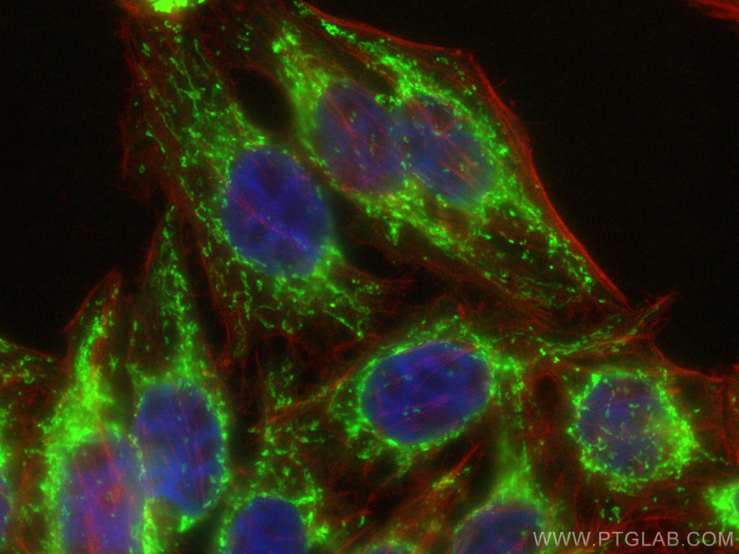 Immunofluorescence (IF) / fluorescent staining of HepG2 cells using CoraLite® Plus 488-conjugated CPS1 Polyclonal anti (CL488-18703)