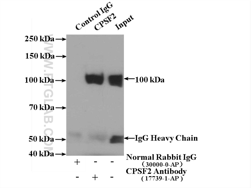 Immunoprecipitation (IP) experiment of HeLa cells using CPSF2 Polyclonal antibody (17739-1-AP)