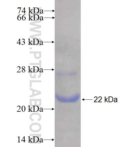 CPT2 fusion protein Ag24833 SDS-PAGE