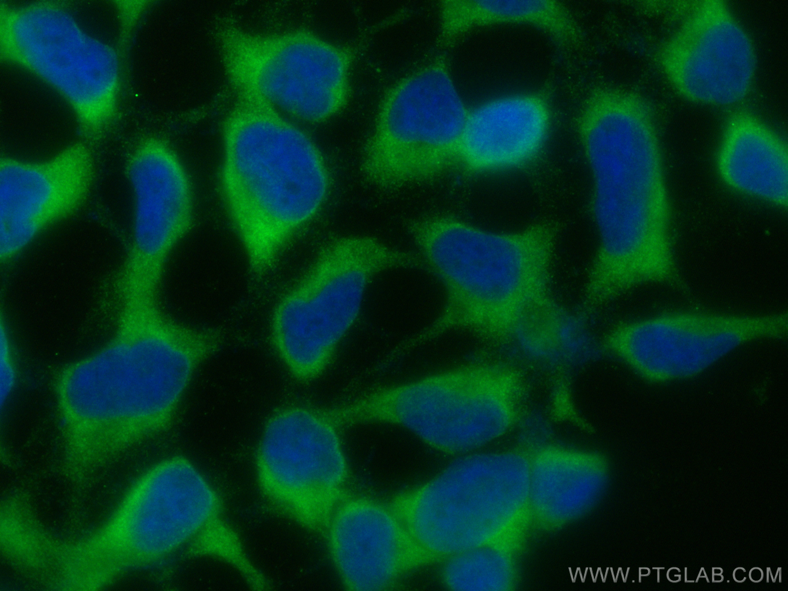 Immunofluorescence (IF) / fluorescent staining of HEK-293 cells using CoraLite® Plus 488-conjugated CRACR2A Polyclonal a (CL488-15206)