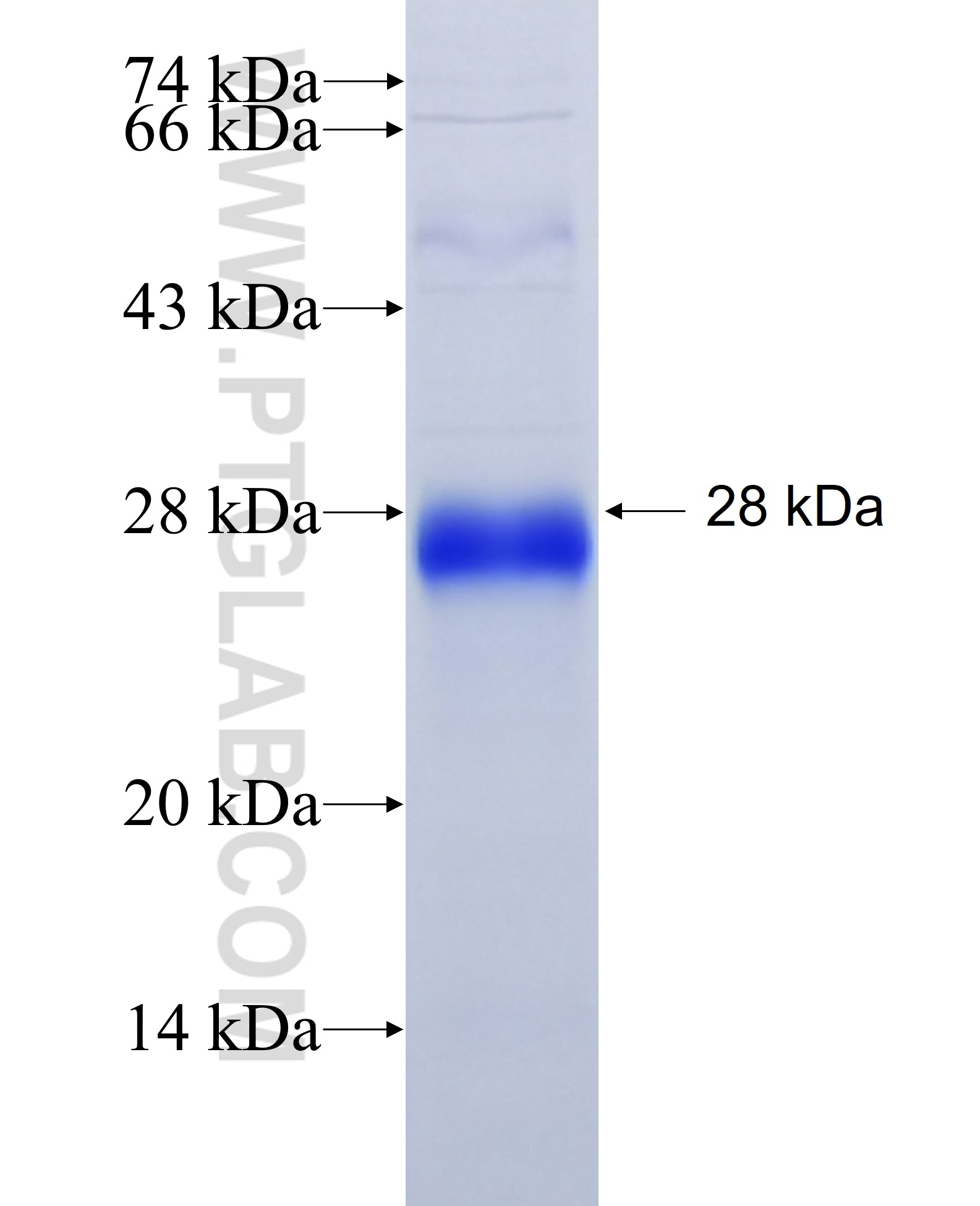 CRB2 fusion protein Ag27774 SDS-PAGE