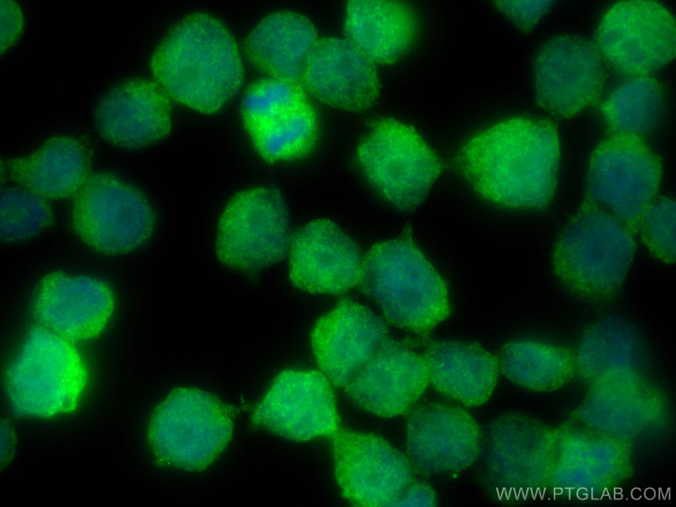 Immunofluorescence (IF) / fluorescent staining of COLO 320 cells using CRBN Polyclonal antibody (28494-1-AP)