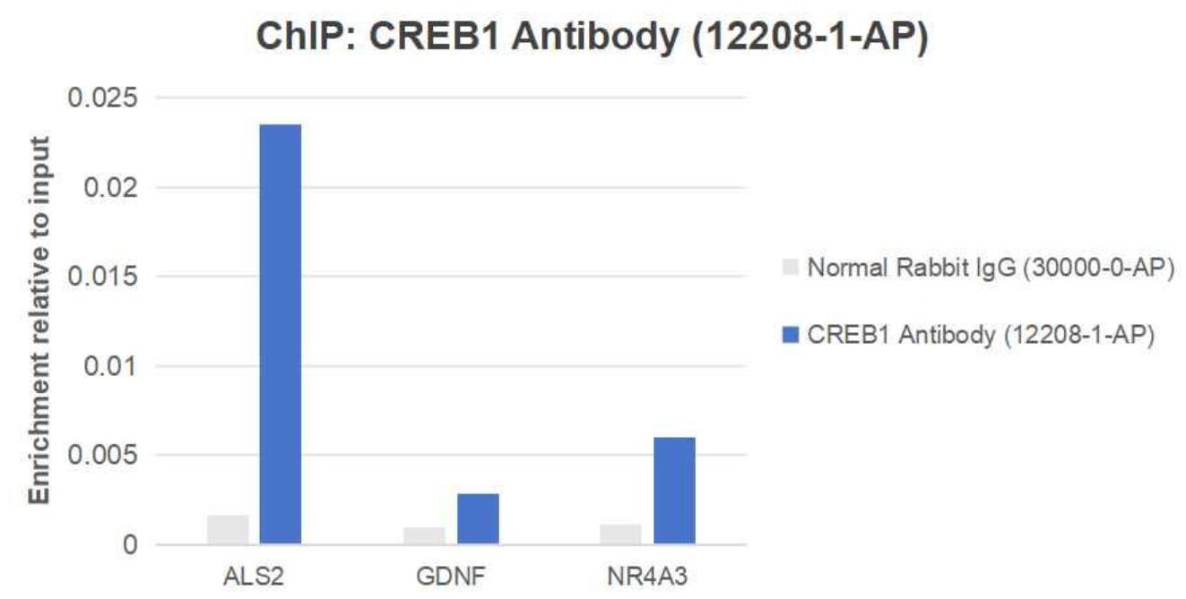 ChIP experiment of HEK-293 cells using CREB1 Polyclonal antibody (12208-1-AP)