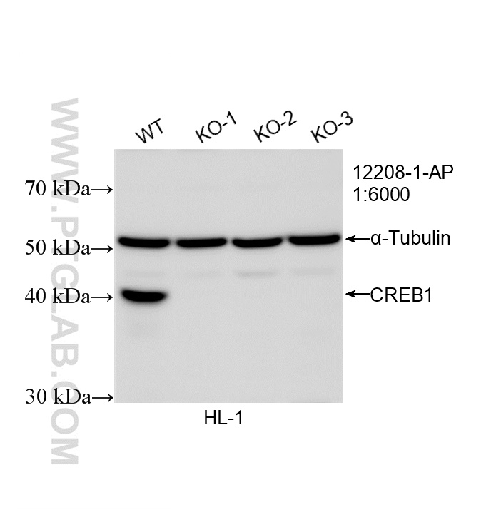 Western Blot (WB) analysis of HL-1 cells using CREB1 Polyclonal antibody (12208-1-AP)