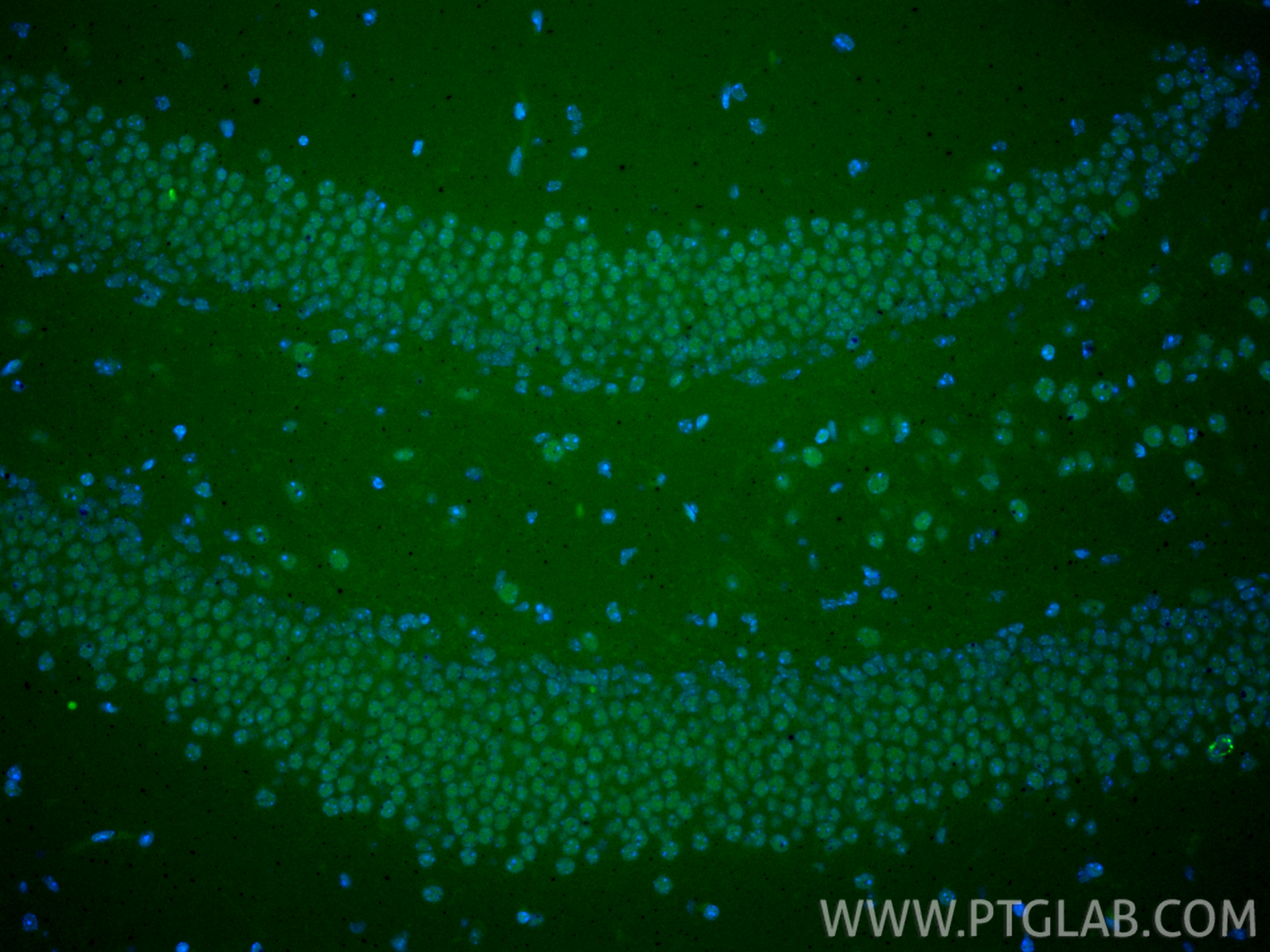 Immunofluorescence (IF) / fluorescent staining of mouse brain tissue using CoraLite® Plus 488-conjugated CREB1 Polyclonal ant (CL488-12208)