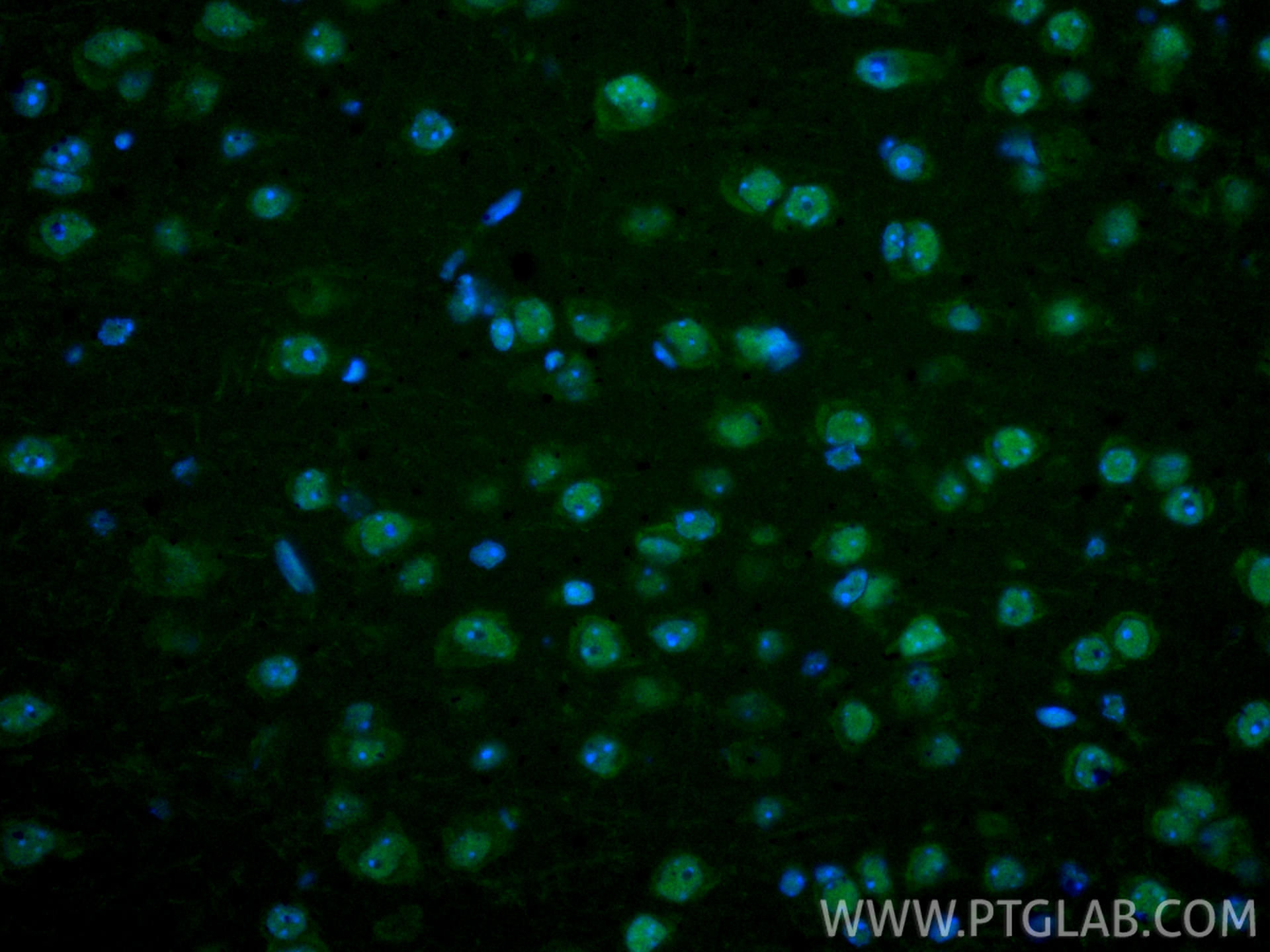 Immunofluorescence (IF) / fluorescent staining of mouse brain tissue using CoraLite® Plus 488-conjugated CREB1 Polyclonal ant (CL488-12208)