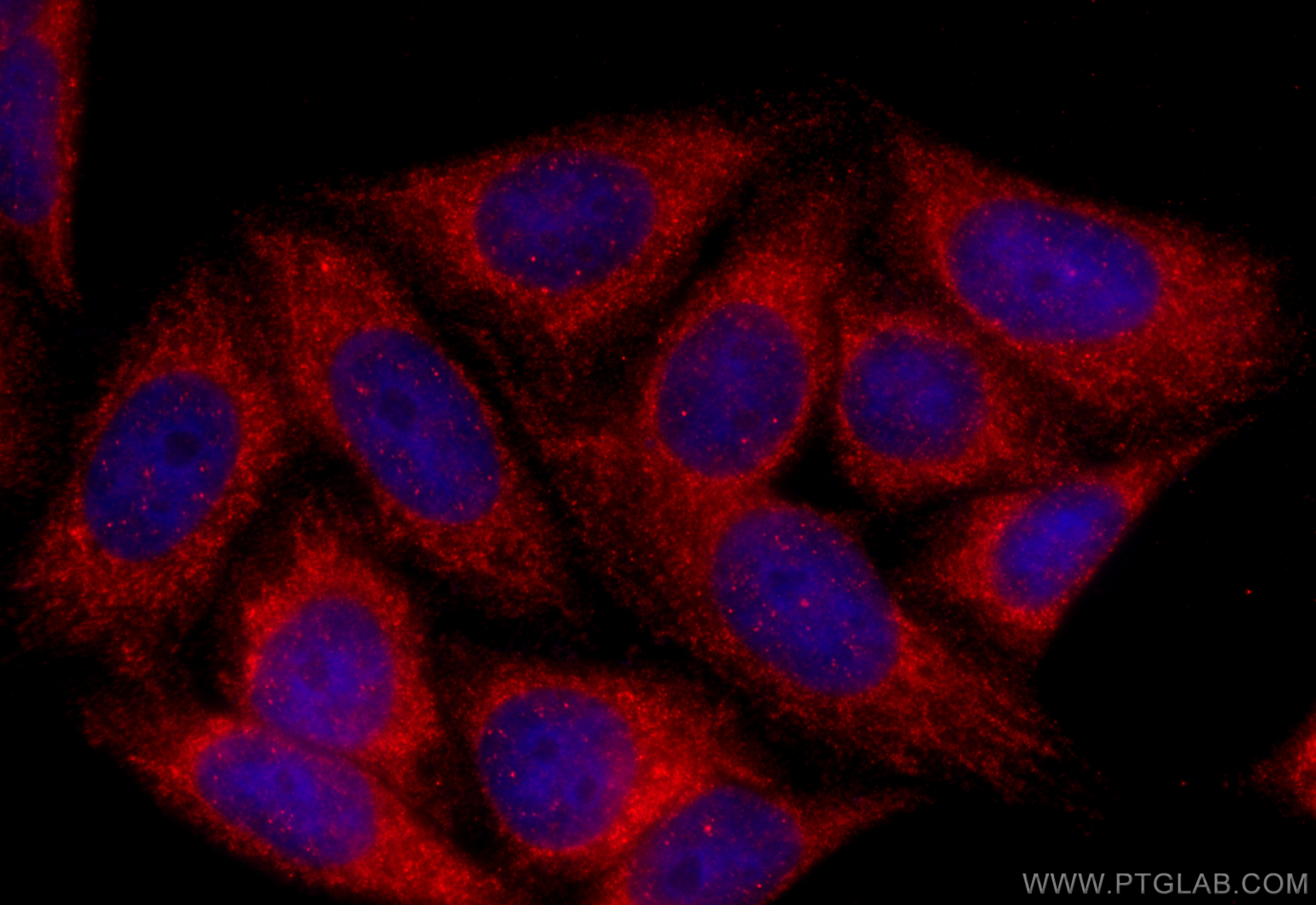 Immunofluorescence (IF) / fluorescent staining of HepG2 cells using CREB3L2 Polyclonal antibody (14514-1-AP)