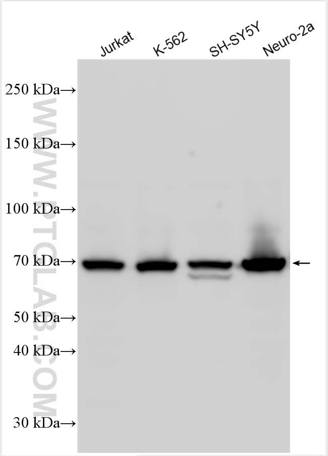 Western Blot (WB) analysis of various lysates using CREB3L2 Polyclonal antibody (14514-1-AP)