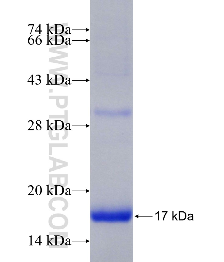 CREBZF fusion protein Ag29921 SDS-PAGE