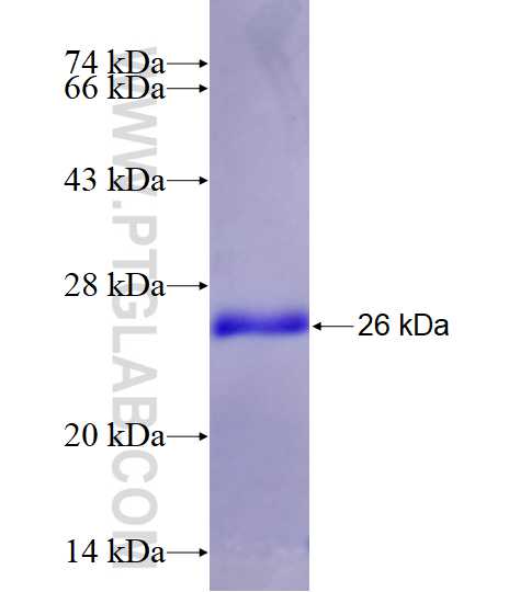 CREG2 fusion protein Ag28242 SDS-PAGE