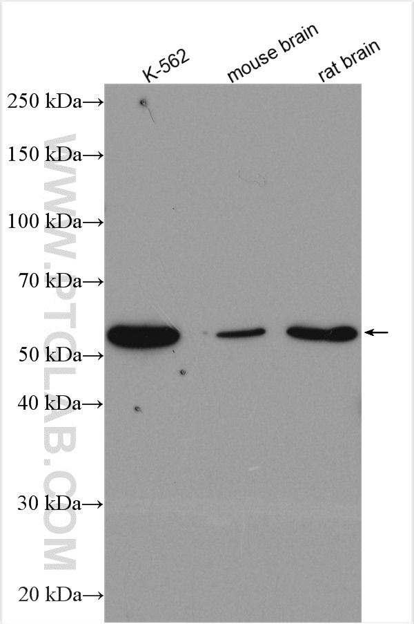 Western Blot (WB) analysis of various lysates using CREST Polyclonal antibody (12439-1-AP)