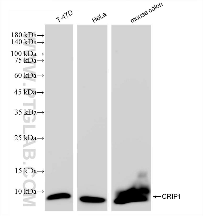 Western Blot (WB) analysis of various lysates using CRIP1 Recombinant antibody (83340-3-RR)