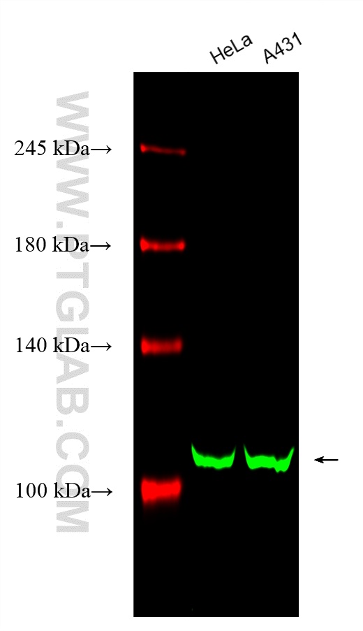 Western Blot (WB) analysis of various lysates using CoraLite® Plus 488-conjugated CRM1 Monoclonal anti (CL488-66763)