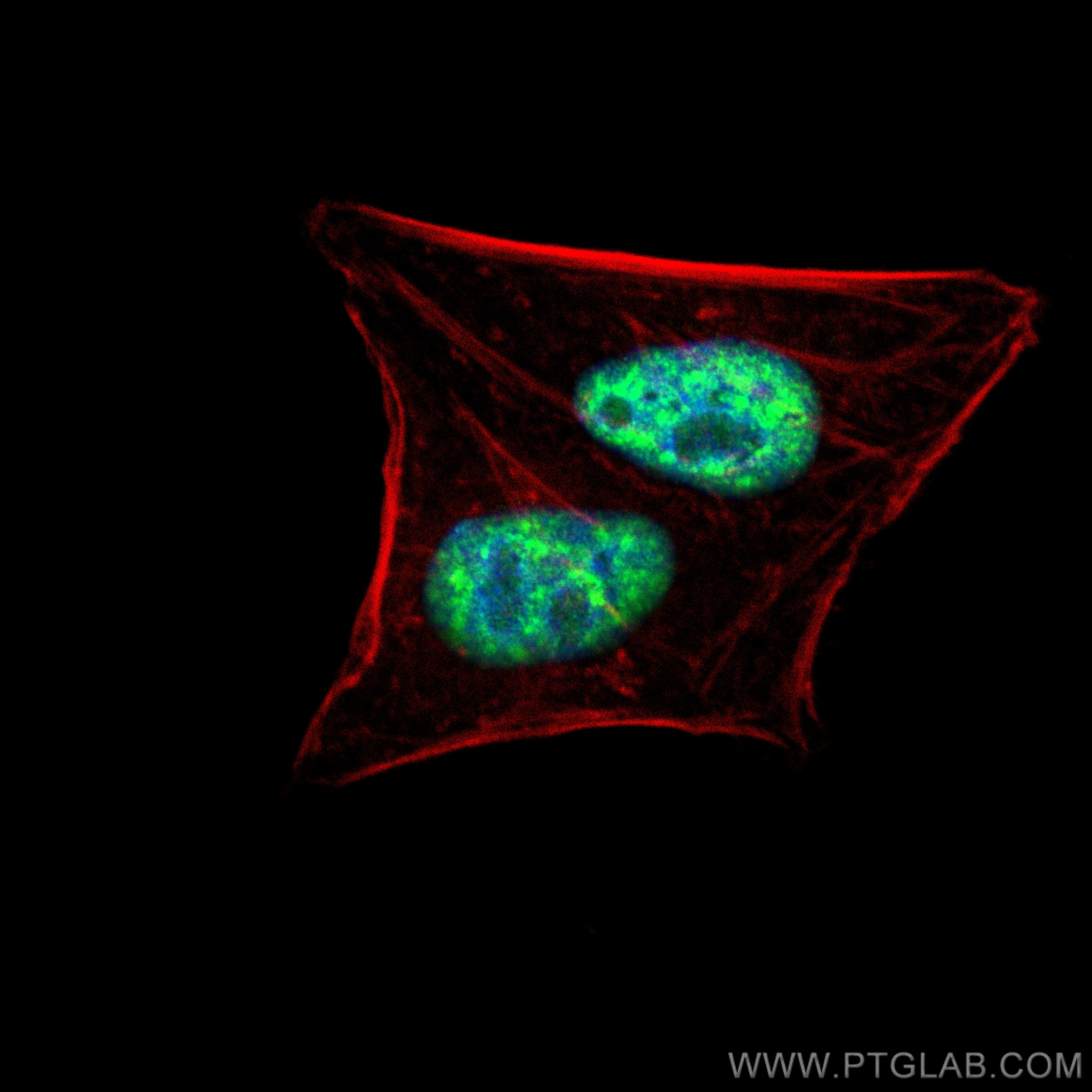 Immunofluorescence (IF) / fluorescent staining of HepG2 cells using CROP Polyclonal antibody (14504-1-AP)