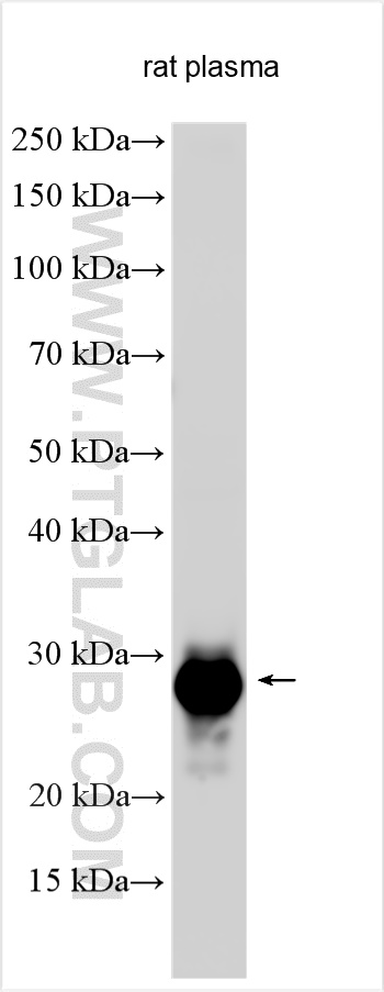 Western Blot (WB) analysis of various lysates using CRP Polyclonal antibody (24175-1-AP)