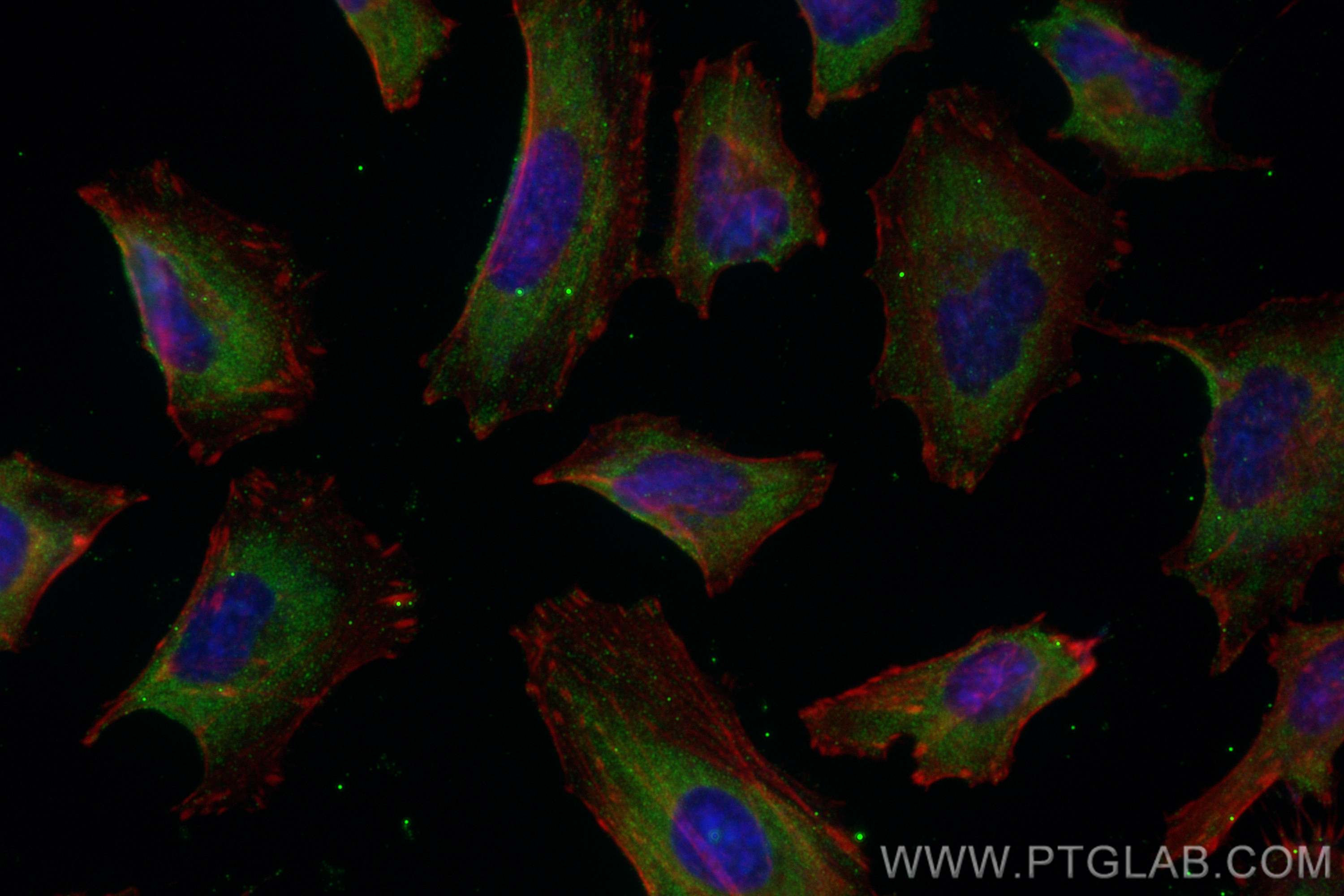 Immunofluorescence (IF) / fluorescent staining of HeLa cells using CoraLite® Plus 488-conjugated CRTAC1 Monoclonal an (CL488-68276)