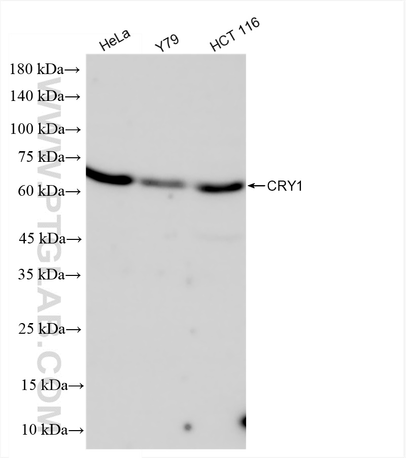 Western Blot (WB) analysis of various lysates using Cryptochrome 1 Recombinant antibody (83602-5-RR)