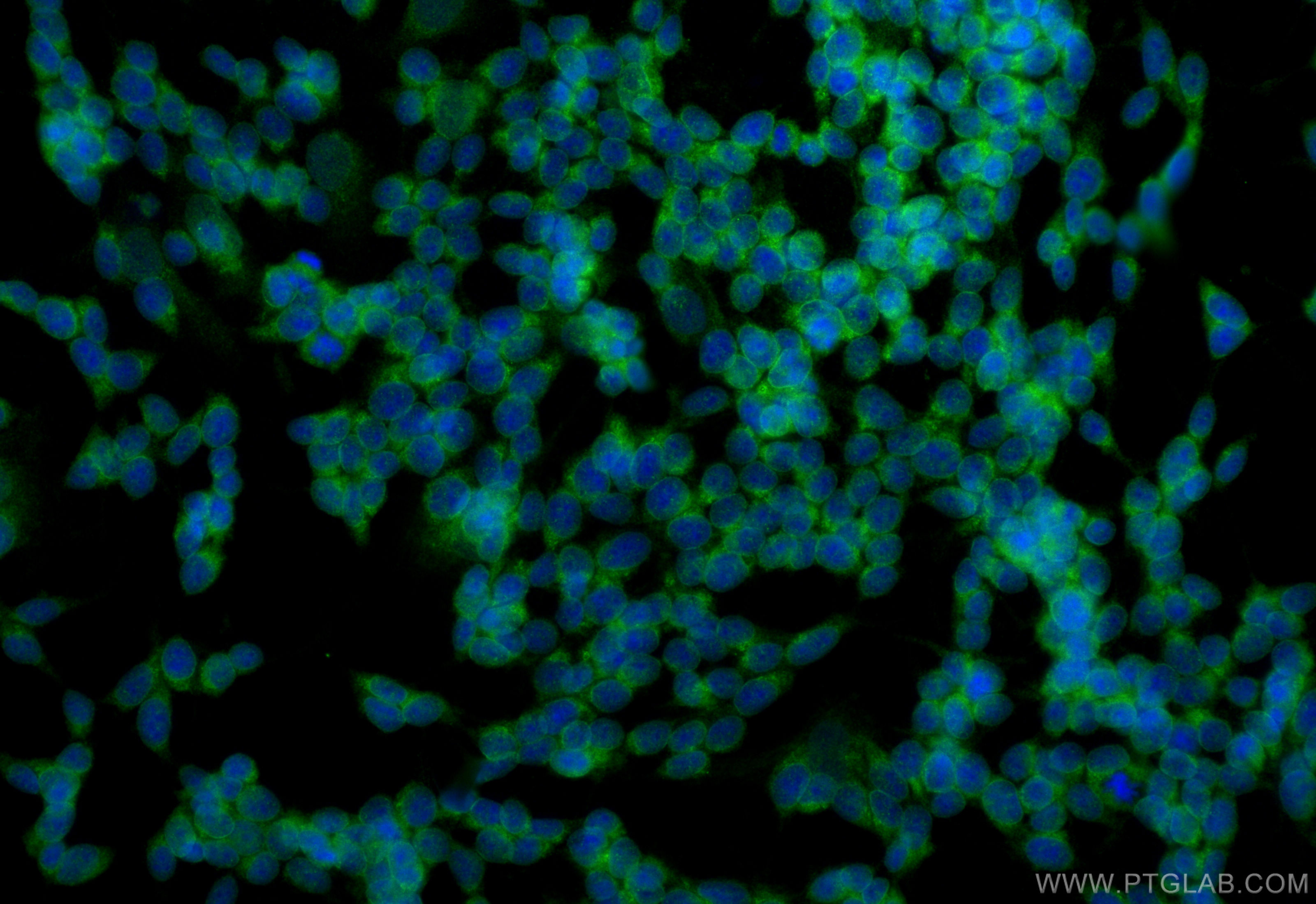 Immunofluorescence (IF) / fluorescent staining of SH-SY5Y cells using Mu Crystallin Polyclonal antibody (12495-1-AP)